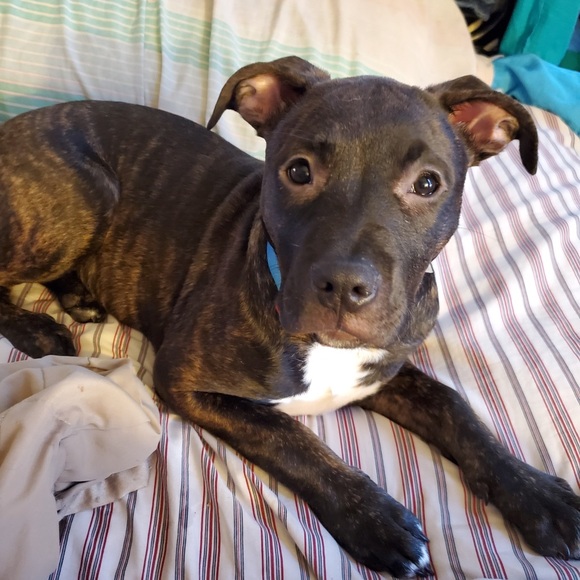 Meet your Posher, Sabrina - Picture 3 of 8